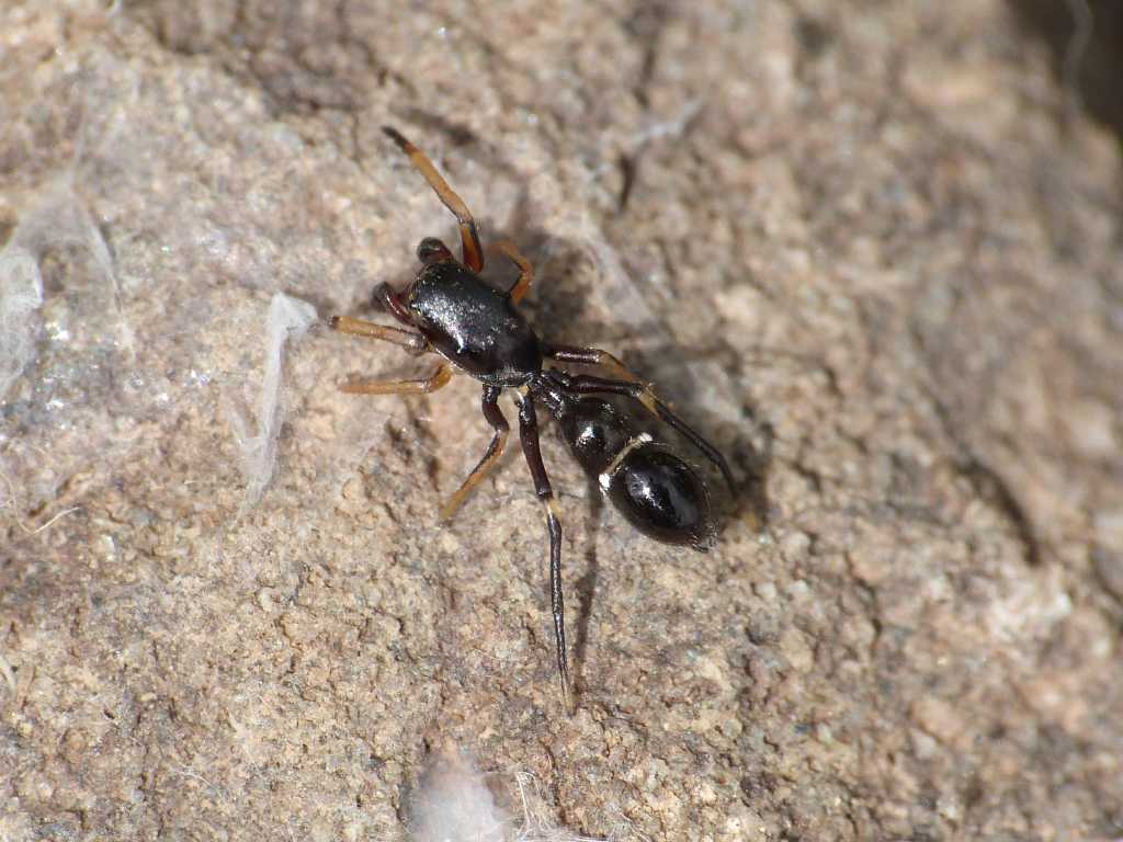 Leptorchestes (Salticidae) - Tolfa (RM)
